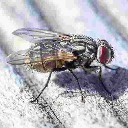 FLIES CONTROL service